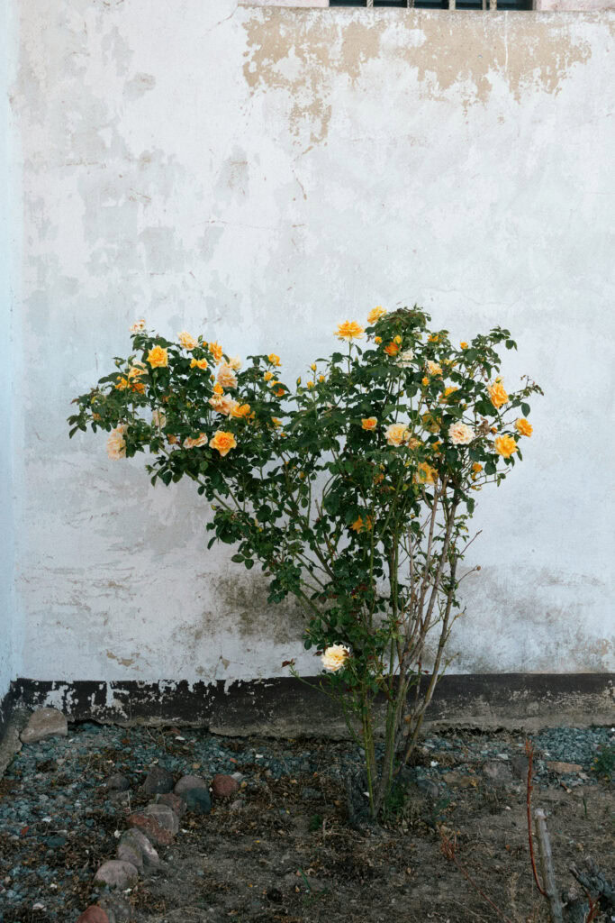 Róża kwitnąca przy ścianie, idealnie na fotografie sztuki ogrodowej i aranżacji kwiatowych.